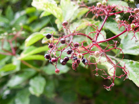 green and black growing elderberry in the garden with rain drops; Essex; UKの写真素材