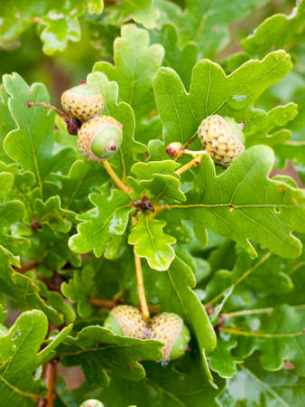 close of growing acorns on oak tree in the summer; Essex; UKの写真素材