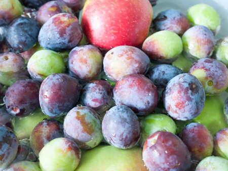 close up of freshly picked damsons in water; Essex; UKの写真素材