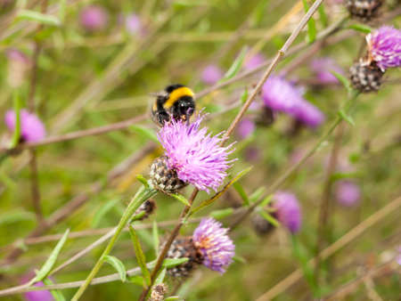 Single bee in detail on a pink thistle, England, UK