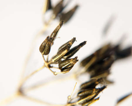 close up of dead black spindly daisy cow parsley flower family on white background water dew droplets; UKの写真素材