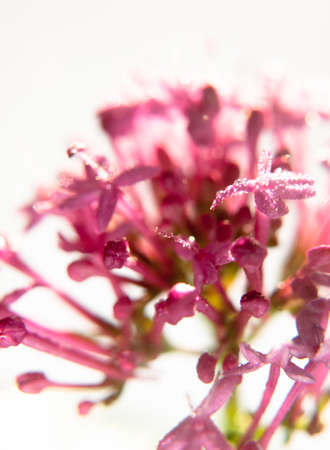 small growing pink orchid flower petals wet dew droplets water in studio white backgroundの写真素材