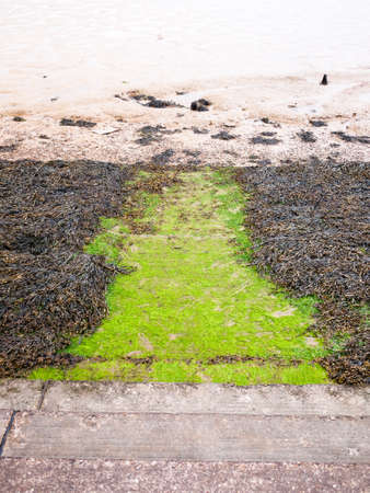 seaweed below steps at seaside front onto mudflats river; England; UKの写真素材
