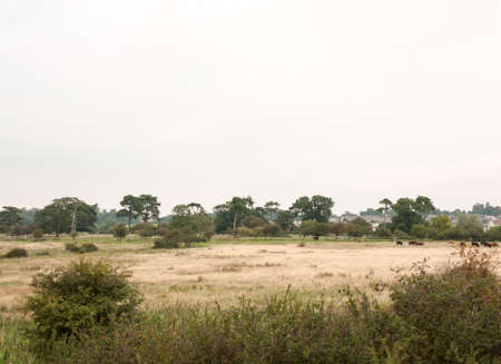 rural scenery on a cold overcast day with cows grazing; England; UKの写真素材