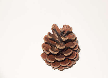 a brown pine cone open on white background; England; UK