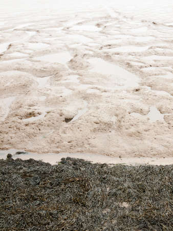 mud flats pattern with seaweed in front pattern; England; UKの写真素材