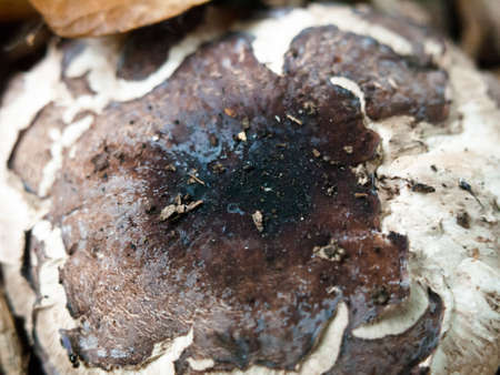 interesting mushroom cap top texture close up forest floor wild foraging; England; UK