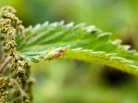 insect resting on edge of leaf green outside close up; England; UKの写真素材