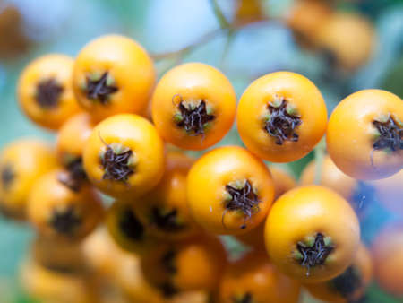 beautiful close up of bunch of orange wild berries; England; UKの写真素材