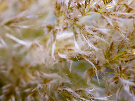 white plant leaf texture macro detail background; England; UKの写真素材