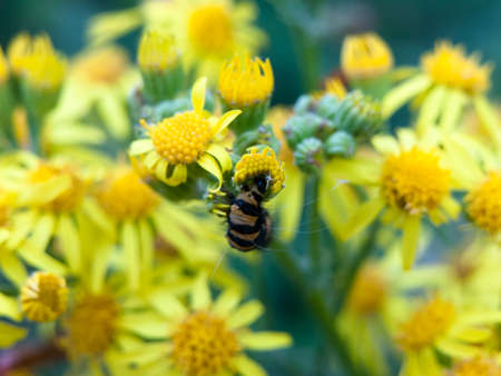 black and yellow caterpillar twisted around yellow flower outside; England; UK