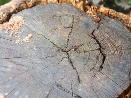 close up of cracks in cut stump of tree trunk; England; UK