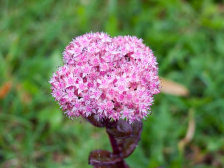 bunch of lush star shaped growing pink flowers.の写真素材