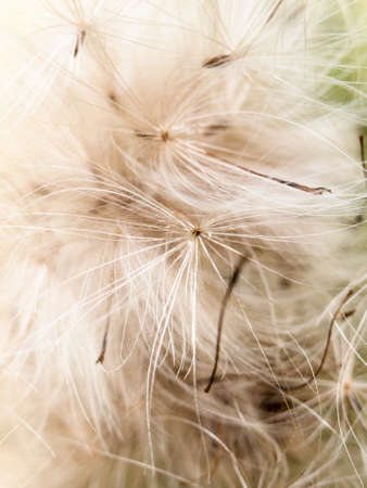 close up detail furry fluffy white milk thistle strands background; England; UKの写真素材