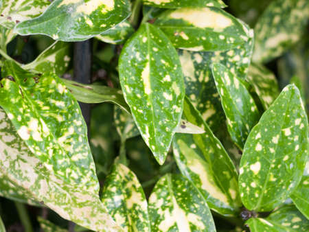 close up green and yellow variegated foliage background; England; UKの写真素材