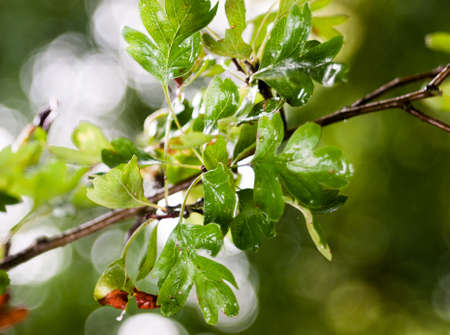 close up of wet green leaves on branch summer forest; England; UKの写真素材