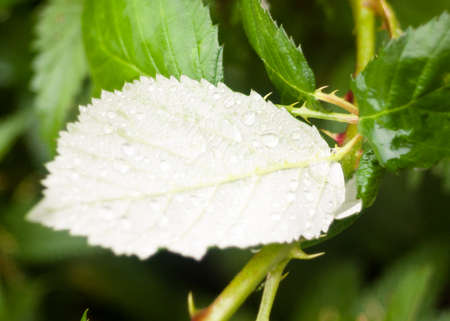 close up of underside of green leaf water rain drops; England; UK