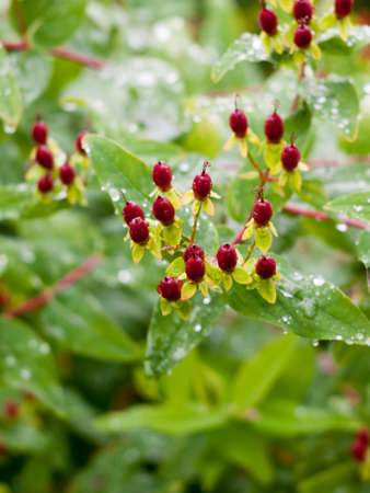 red arrow tip flowers closed petal buds growing summer wet rain; England; UKの写真素材