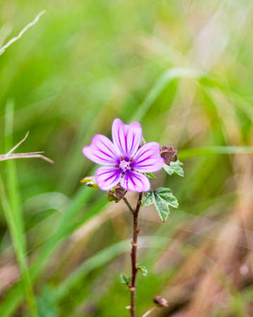 close up of petals flower head of single common mallow Malva sylvestris; England; UKの写真素材