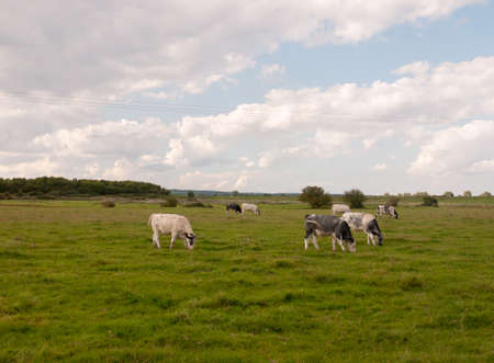 a landscape scene with dairy farm cows grazing on the grass;Essex; England; UKの写真素材