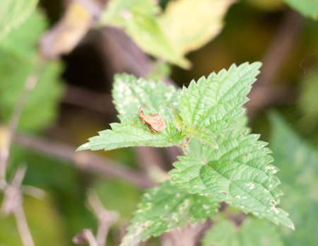 small new baby single dock bug resting on leaf Coreus marginatus; Essex; England; UK