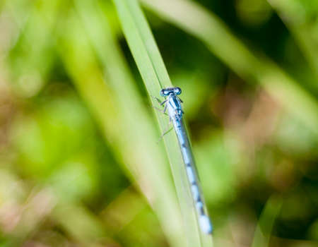 close up small common blue damselfly bokeh greenery Enallagma cyathigerum; Essex; England; UKの写真素材