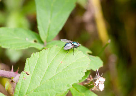 small ugly green fly on leaf Common green bottle fly Lucilia sericata; Essex; England; UK