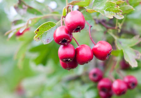 close up of hanging red hawthorn berries Crataegus; Essex; England; UKの写真素材