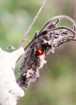 small behind shell of 7 dot ladybird Coccinella 7-punctata; Essex; England; UKの写真素材