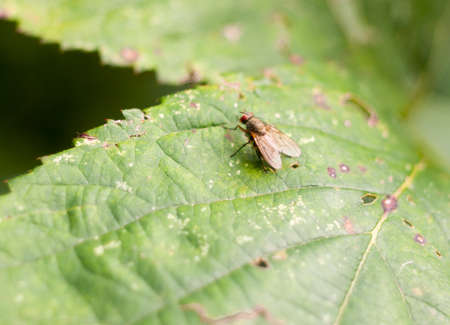 small ugly flesh fly resting on green leaf Sarcophaga carnaria; Essex; England; UK