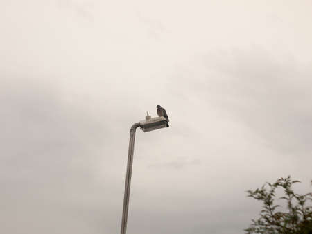 a pigeon sitting on top of a lamp post outside overcast; England; UKの写真素材