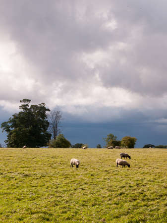 summer english scene of sheep grazing with heavy clouds in the background; England; UKの写真素材
