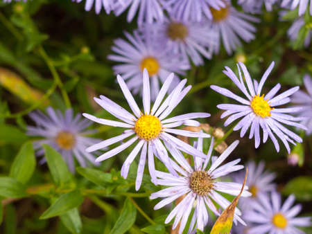 close up of wet petals in garden of Aster amellus (Italian Asters); England; UK
