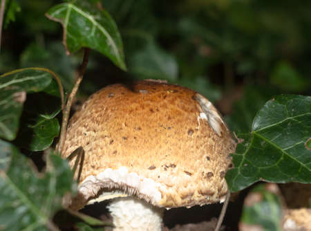 close up of capped mushroom from floor level forest big; England; UK
