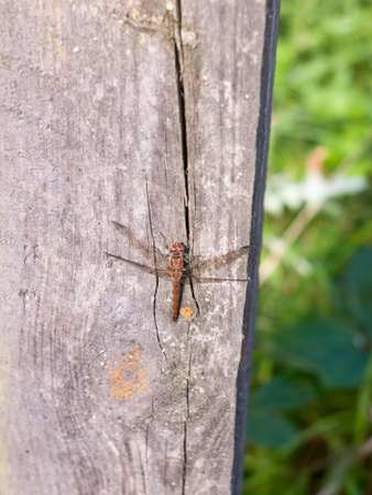 macro close up of dragon fly on wooden background post sympetrum striolatum; England; UKの写真素材