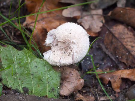 close up of white fat mushroom forest floor