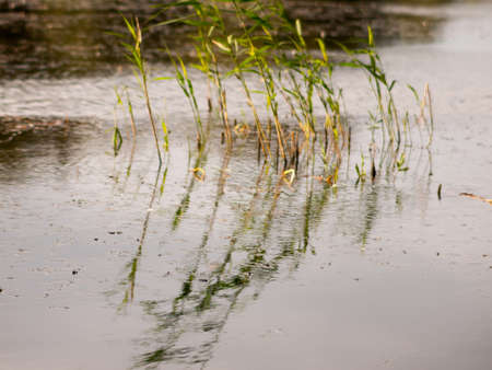 grass growing in lake scene outside foliageの写真素材