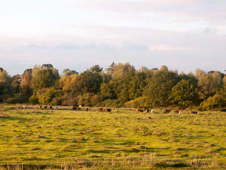 beautiful sunset lit green country land scene with trees and with farm dairy cows steers grazing in distance; England; Essexの写真素材