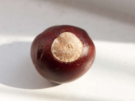 close up horse chestnut conker on window white background; Essex; England; UKの写真素材