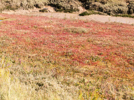 red heather on floor of grass land scene background; essex; england; UKの写真素材