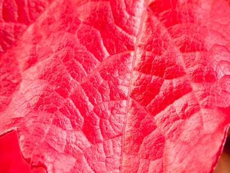 close up of fall autumn red leaf texture; Essex; England; UKの写真素材