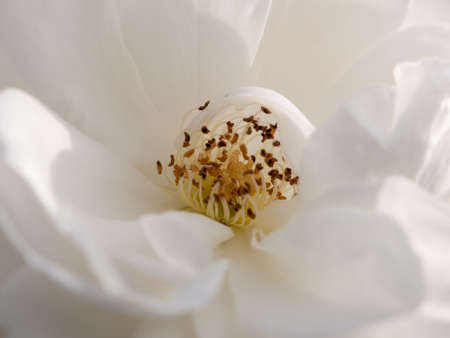 close up of inside centre of white rose petals stamen; Essex; England; UKの写真素材