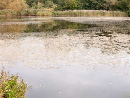 lake surface texture algae dirty unclean outside background summer; Essex; England; UKの写真素材