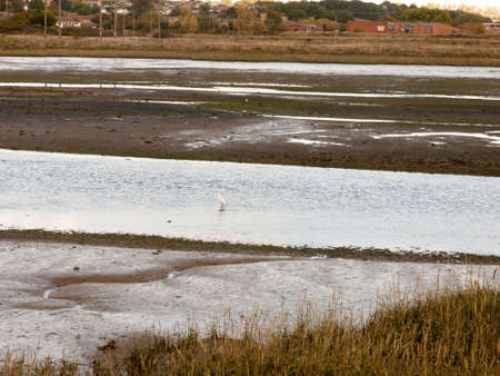 single egret drinking and fishing from small stream mud estuary; Essex; England; UKの写真素材
