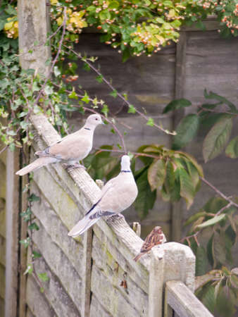 beautiful zoom portrait of collared dove perched on wooden fence garden; essex; england; ukの写真素材