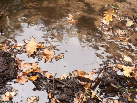 wet waterlogged woodland dirty mud soil floor with fallen leaves; essex; england; ukの写真素材