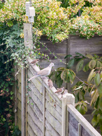 beautiful zoom portrait of collared dove perched on wooden fence garden; essex; england; ukの写真素材