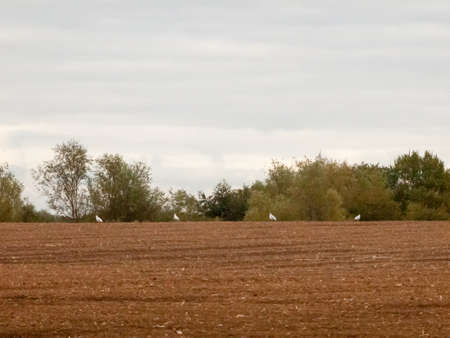 uk brown farm field overcast day birds farming ploughed industry; essex; england; uk agricultureの写真素材