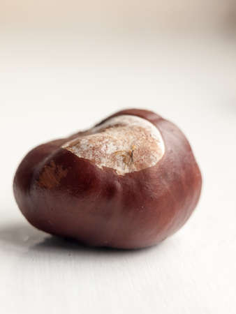 close up of conker macro studio white background single; essex; england; ukの写真素材