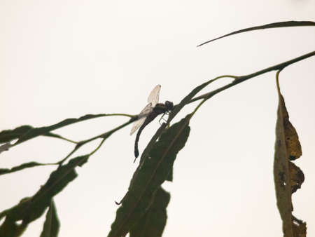 silhouette of dragonfly resting perched on leaf of branch close up; england; uk winterの写真素材